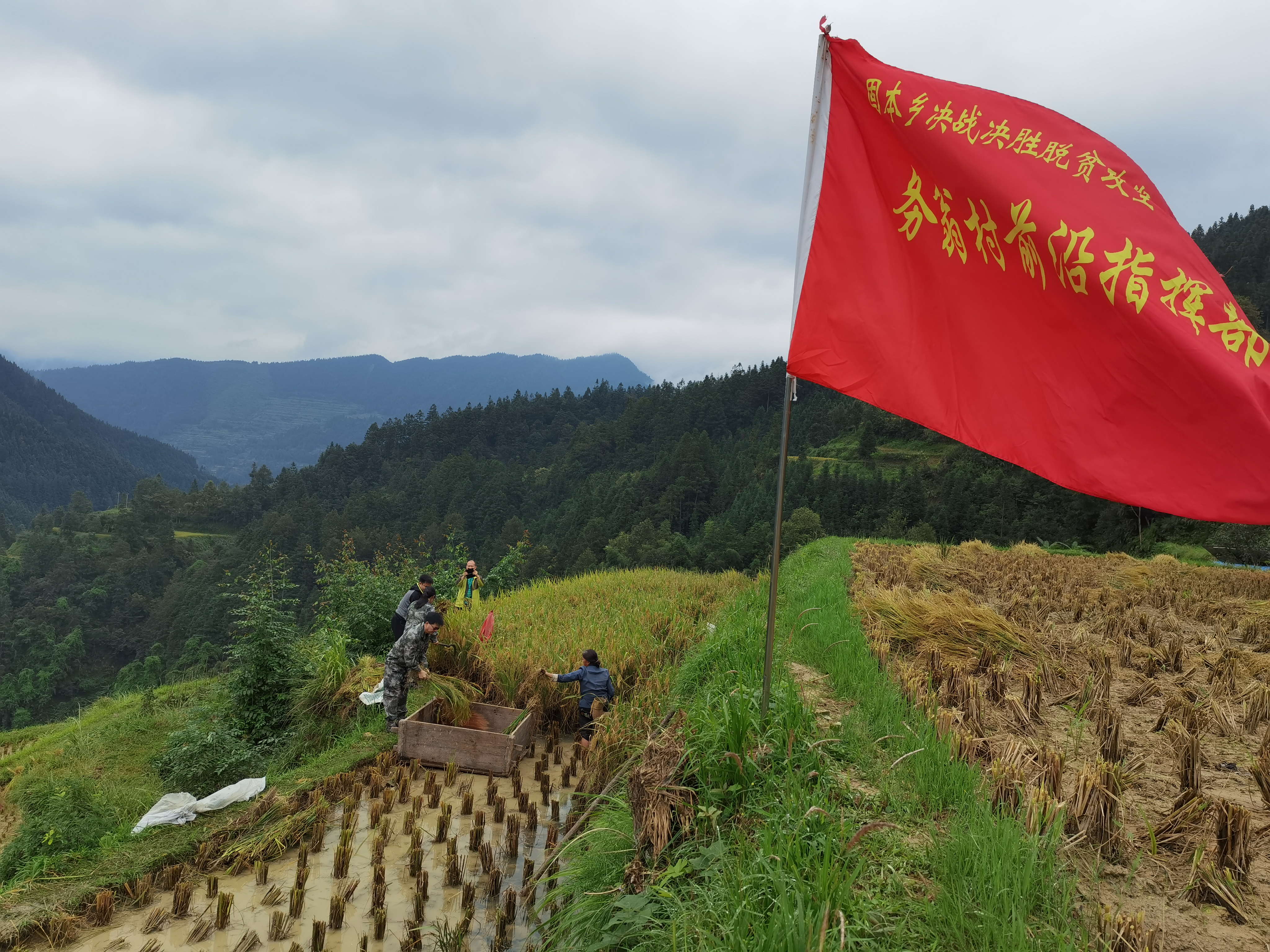 在田间践行初心，在稻田肩担使命